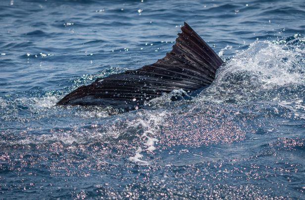 Fall Fishing in Guatemala, Should Be On Your Radar - Pacificfins